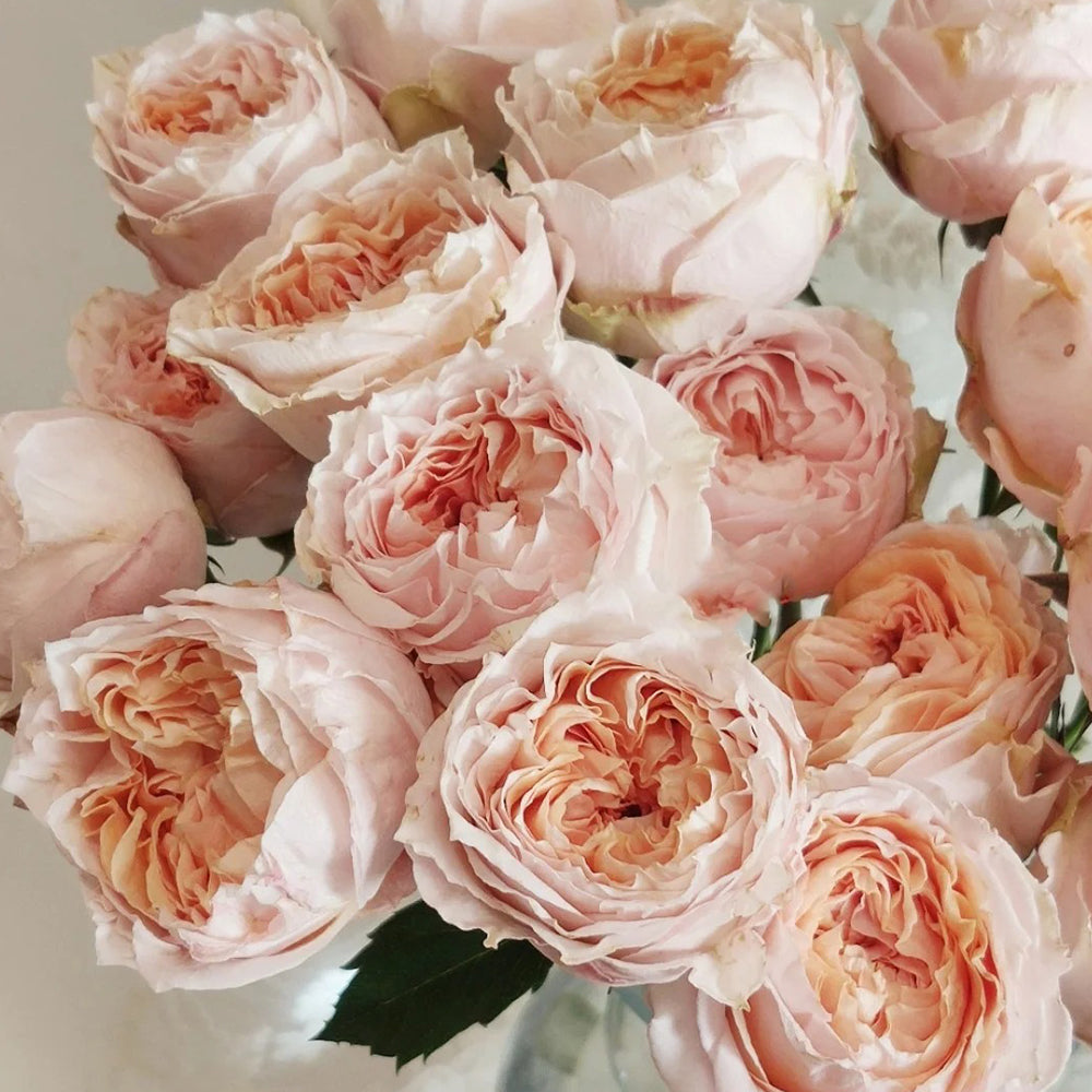 Dutch Florist Shrub Rose Inspired by Georgia Peach