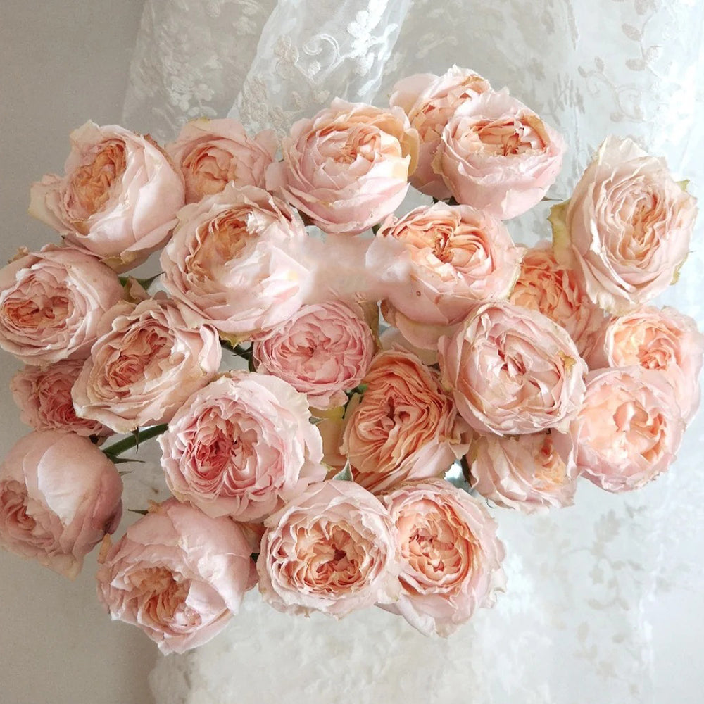 Dutch Florist Shrub Rose Inspired by Georgia Peach