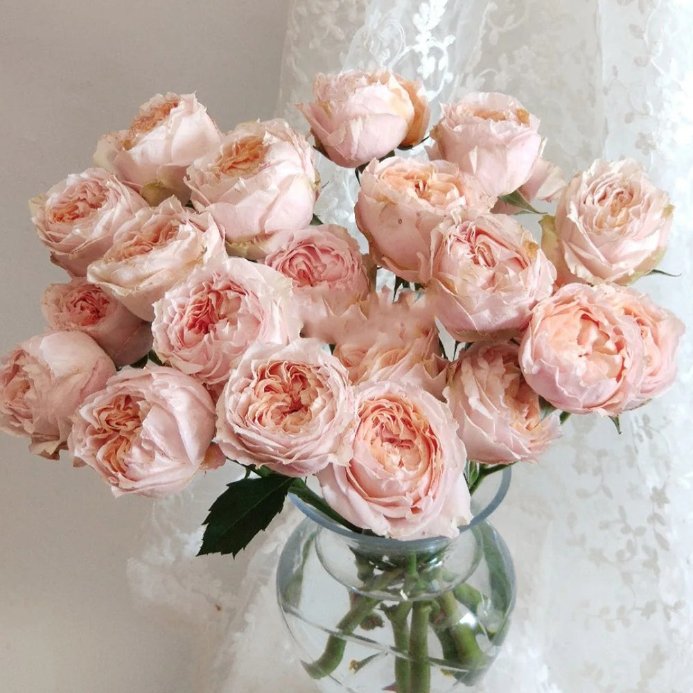 Dutch Florist Shrub Rose Inspired by Georgia Peach