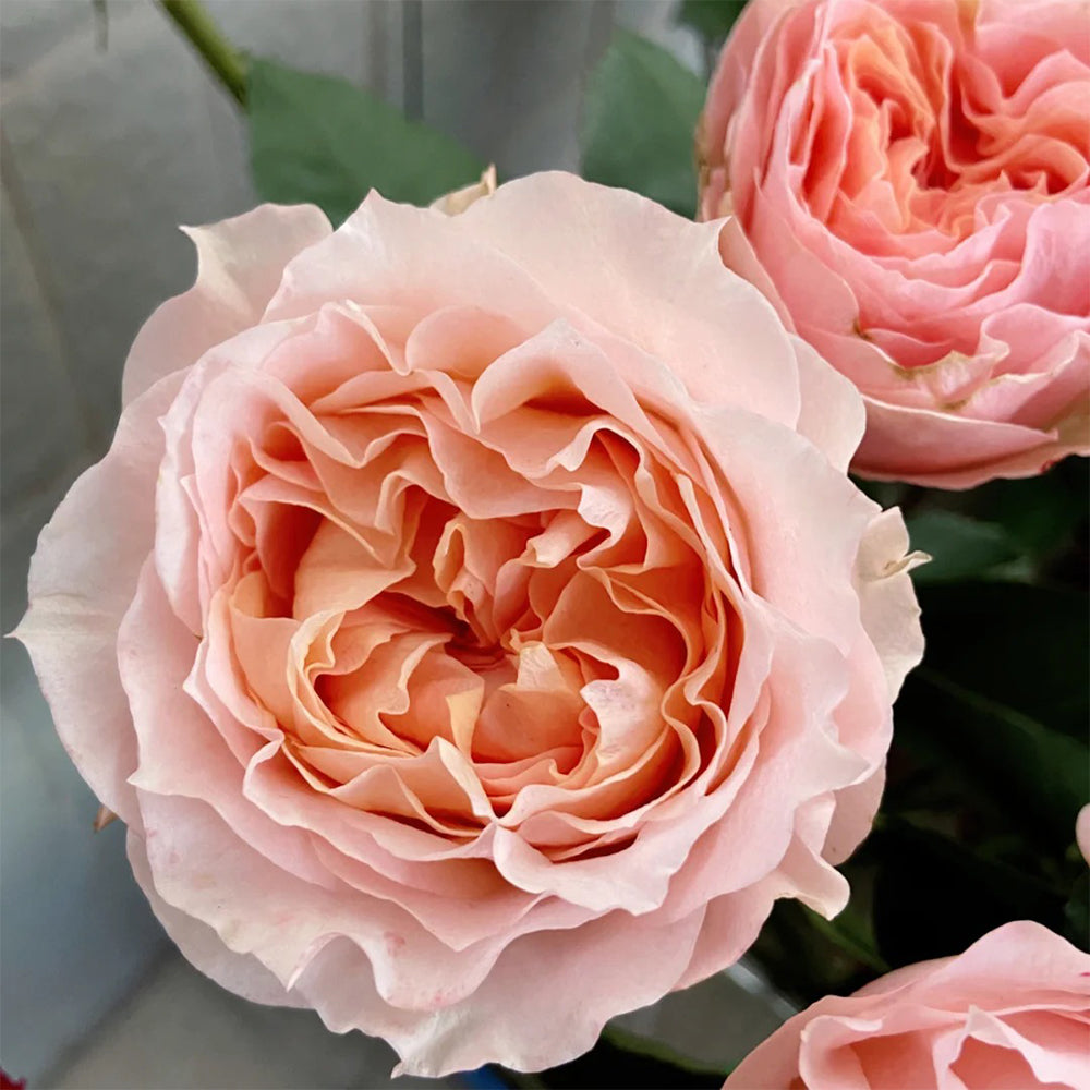 Dutch Florist Shrub Rose Inspired by Georgia Peach