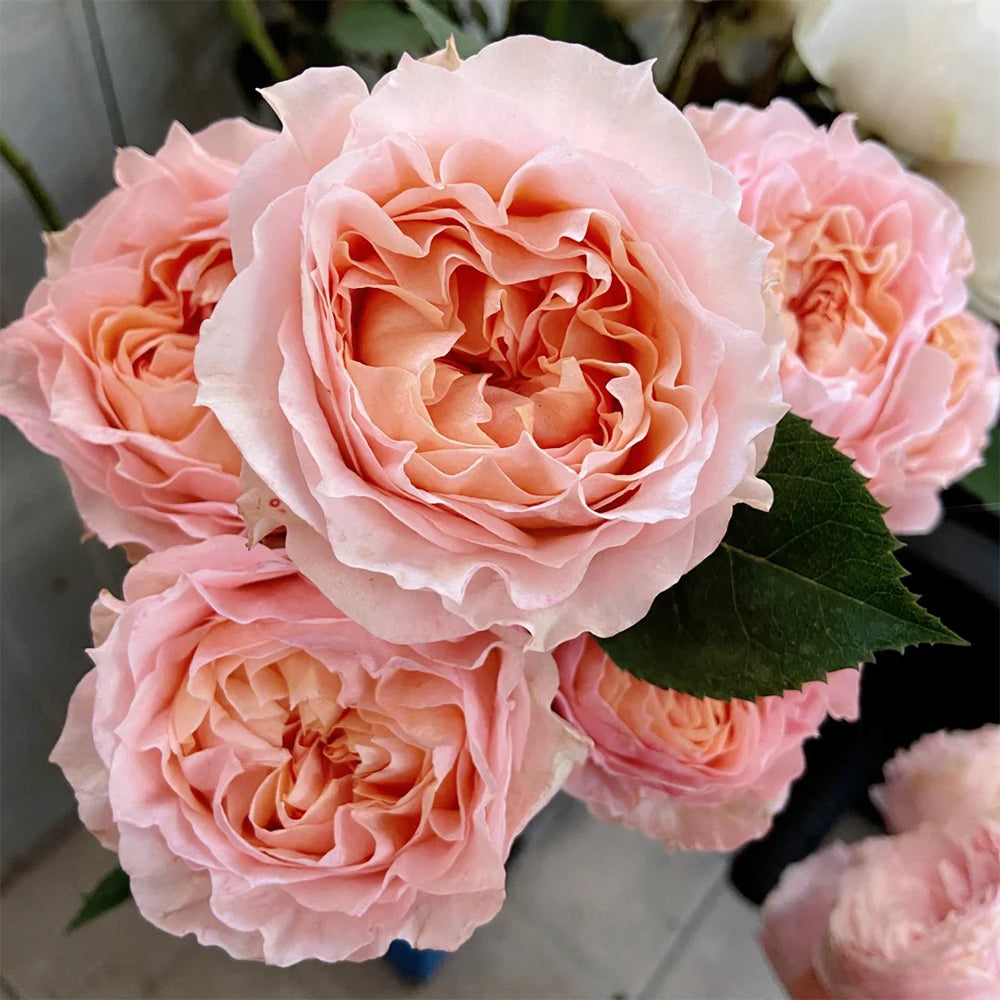 Dutch Florist Shrub Rose Inspired by Georgia Peach