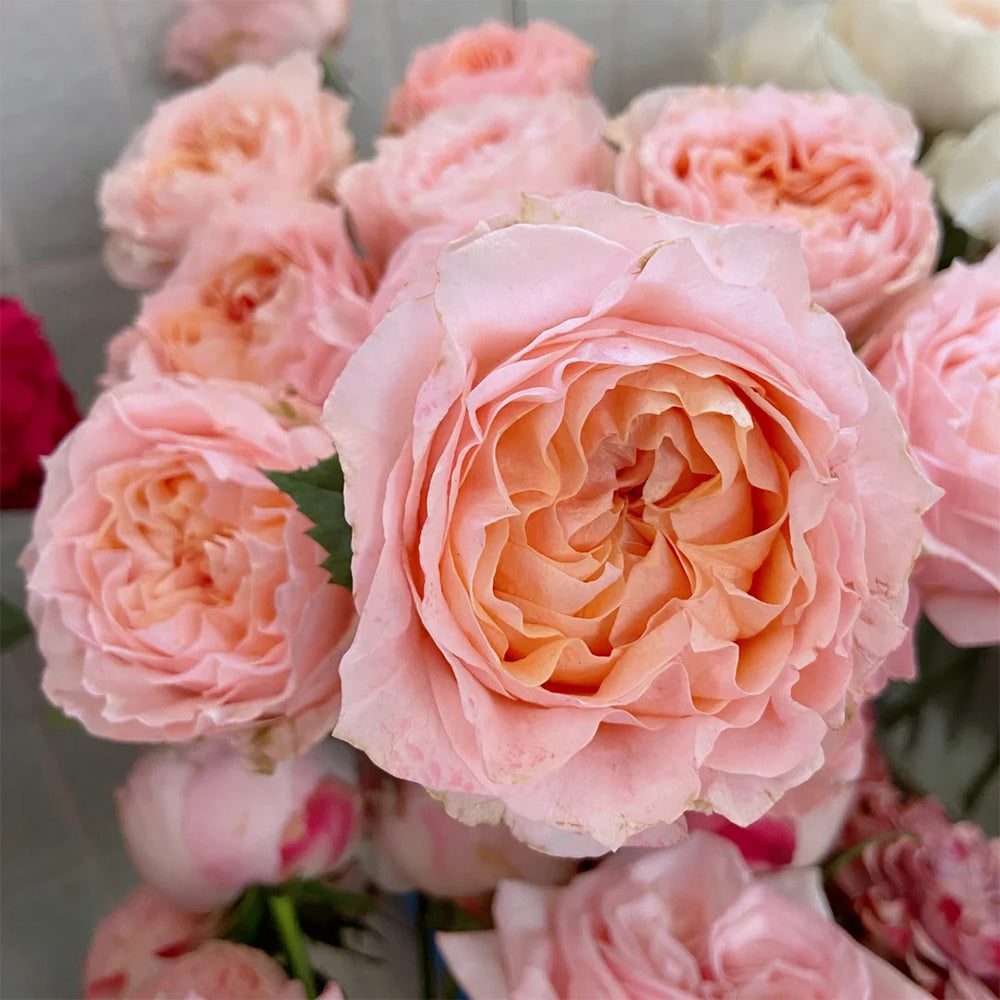 Dutch Florist Shrub Rose Inspired by Georgia Peach