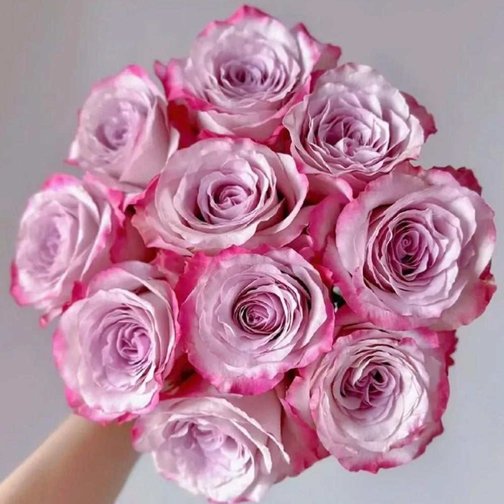 Glamorous Dutch Florist Shrub Rose