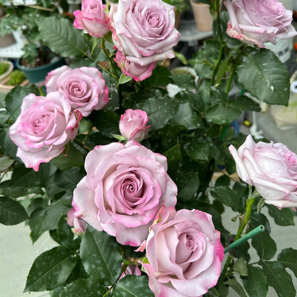 Glamorous Dutch Florist Shrub Rose