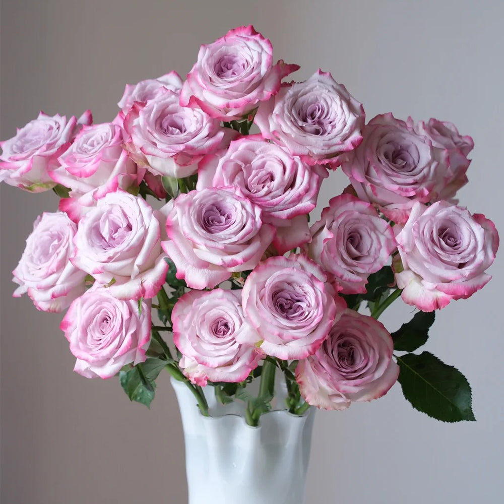 Glamorous Dutch Florist Shrub Rose