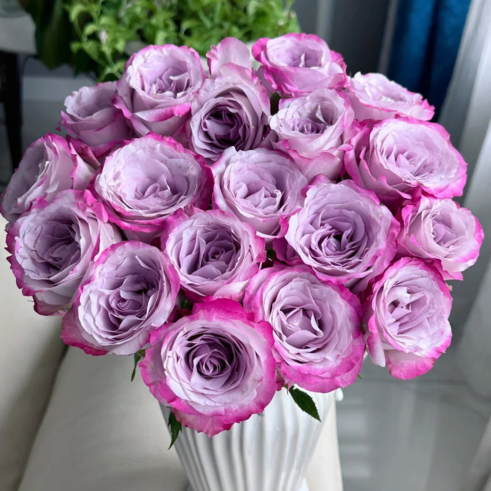 Glamorous Dutch Florist Shrub Rose