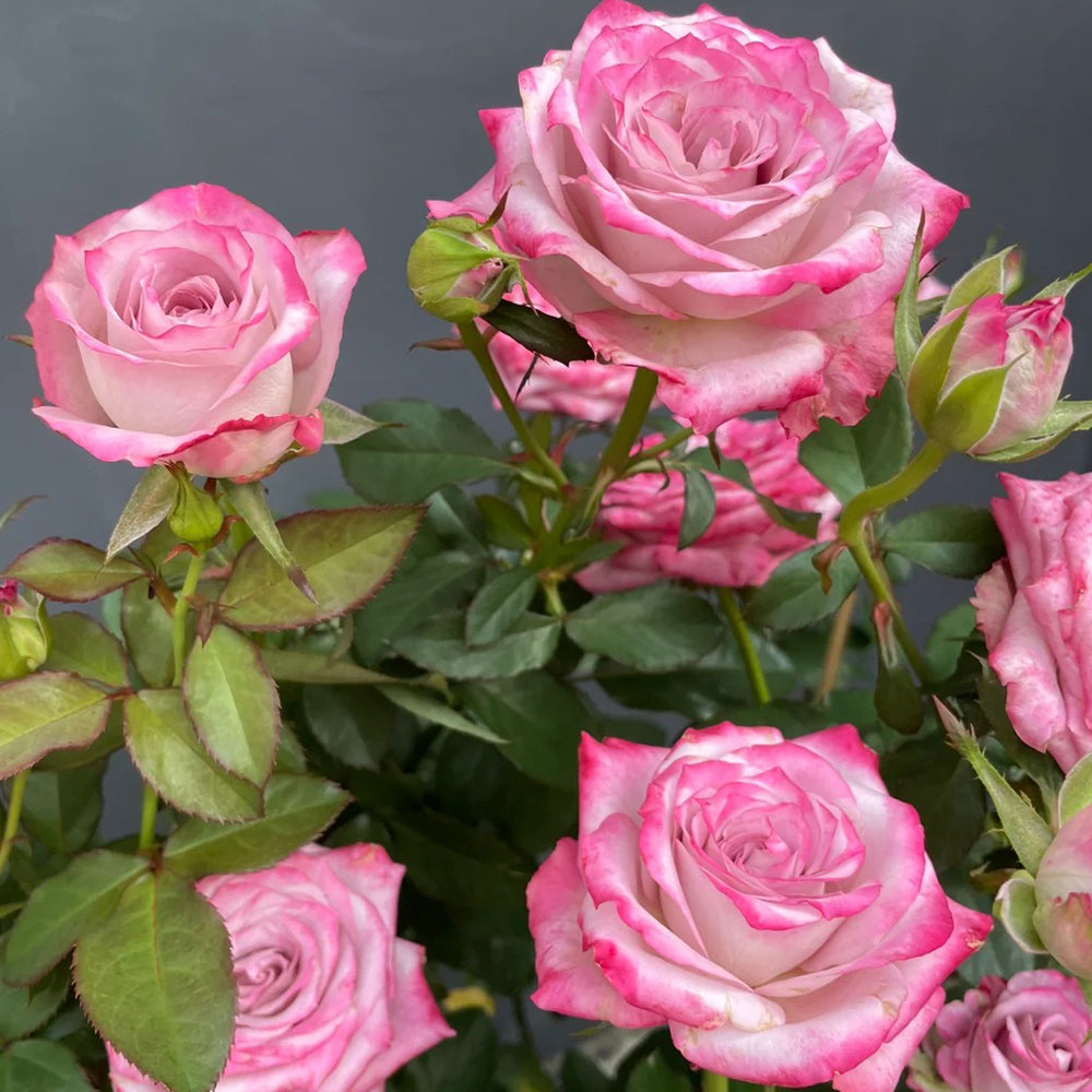 Glamorous Dutch Florist Shrub Rose