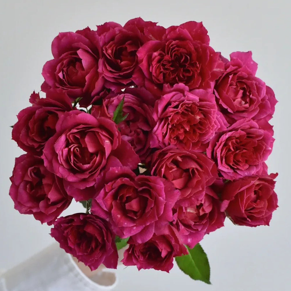 Glossy Chinese Florist Shrub Rose