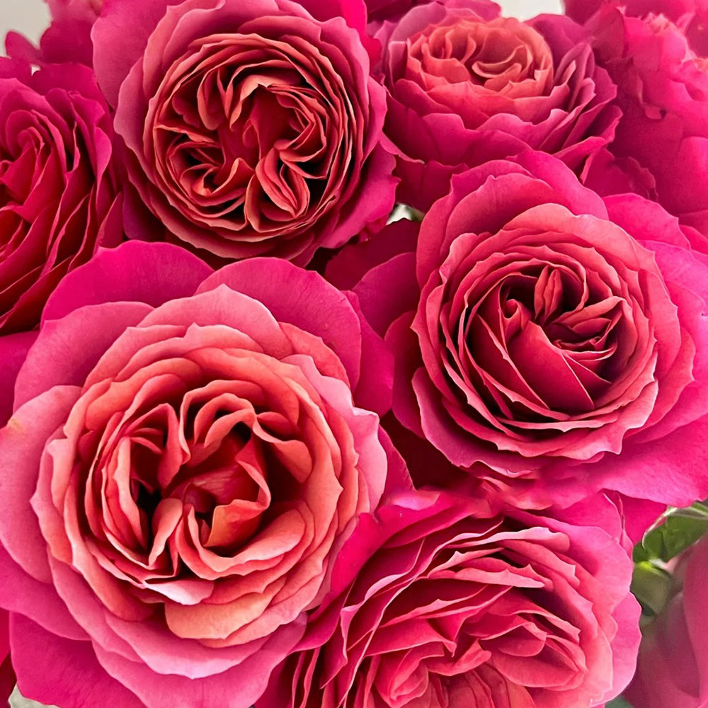 Glossy Chinese Florist Shrub Rose