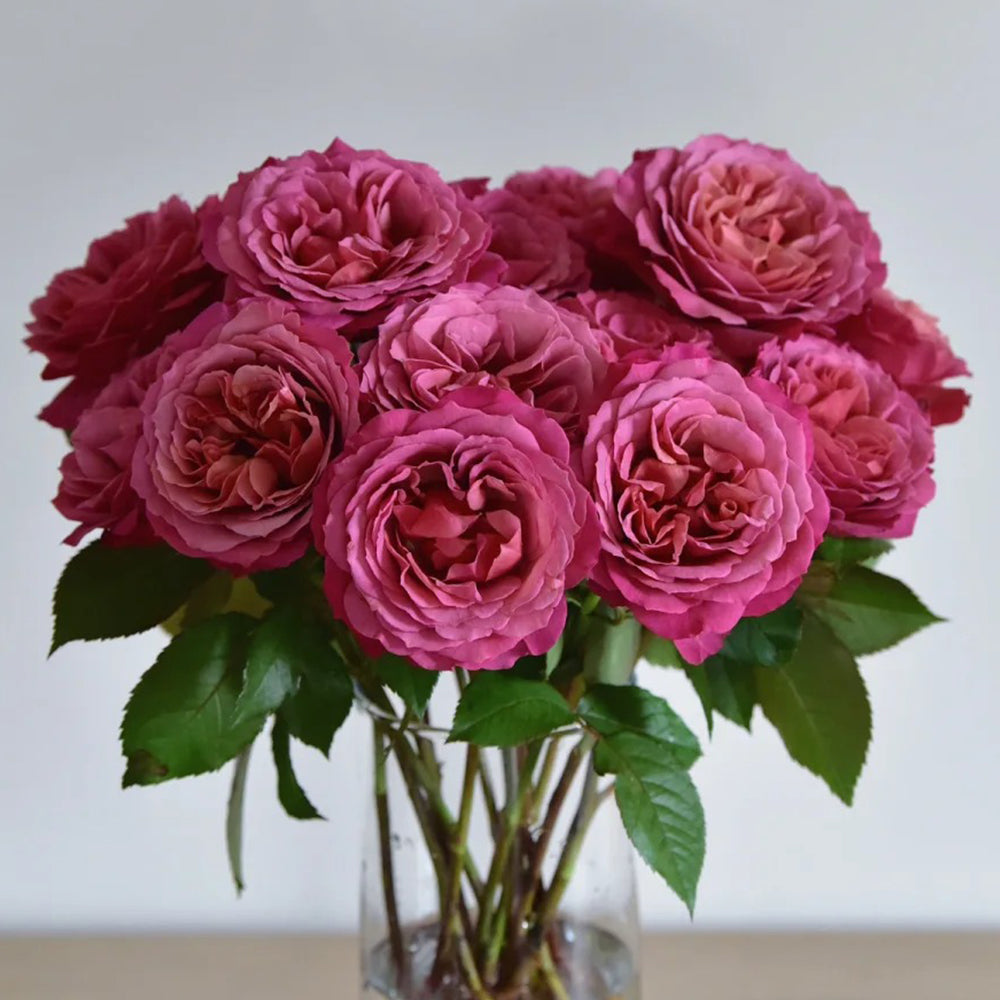Glossy Chinese Florist Shrub Rose
