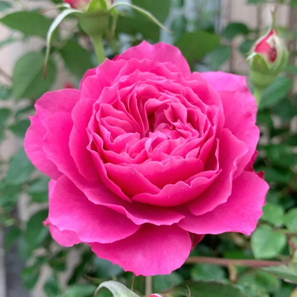 Glossy Chinese Florist Shrub Rose
