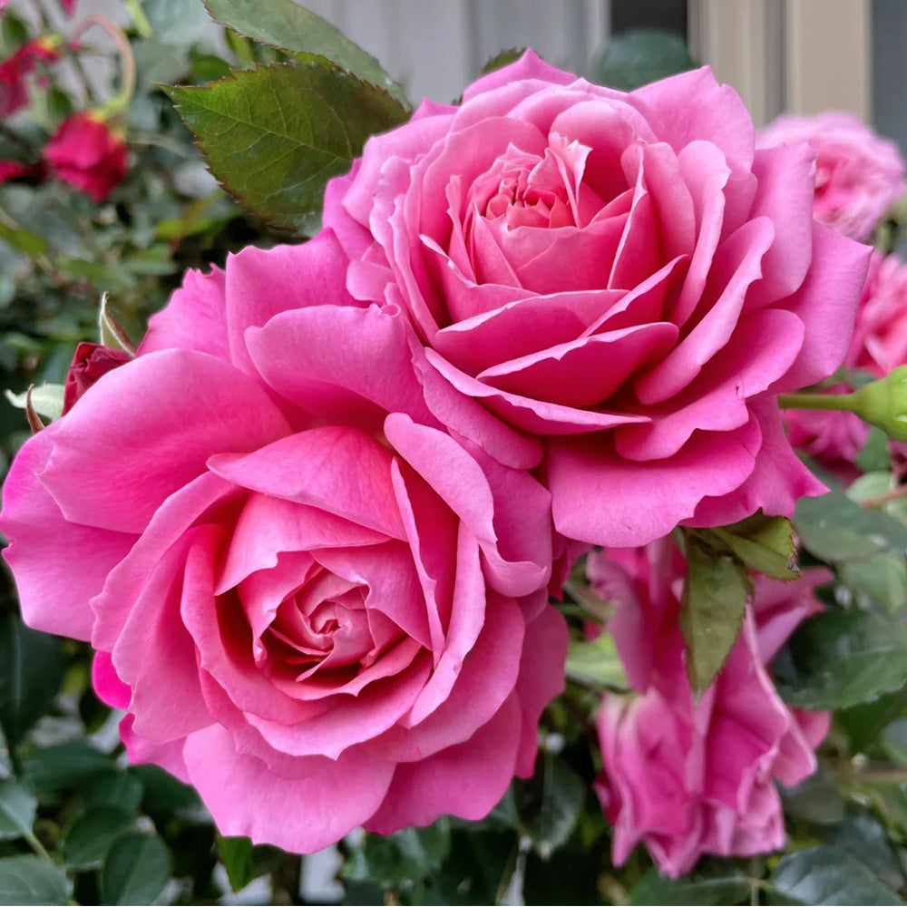 Glossy Chinese Florist Shrub Rose