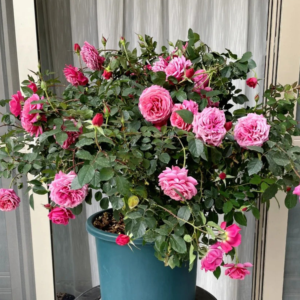 Glossy Chinese Florist Shrub Rose