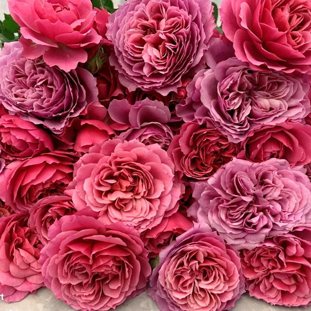Glossy Chinese Florist Shrub Rose