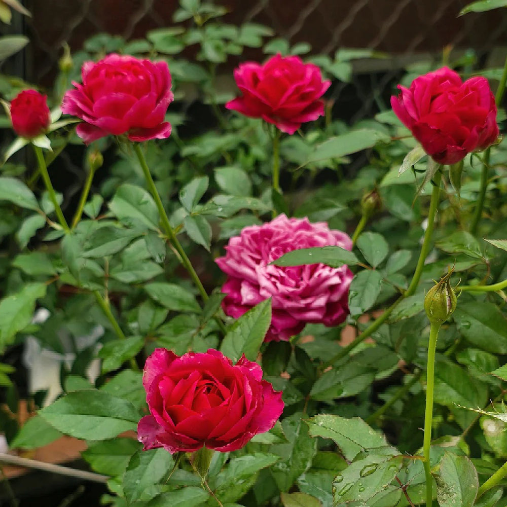 Glossy Chinese Florist Shrub Rose