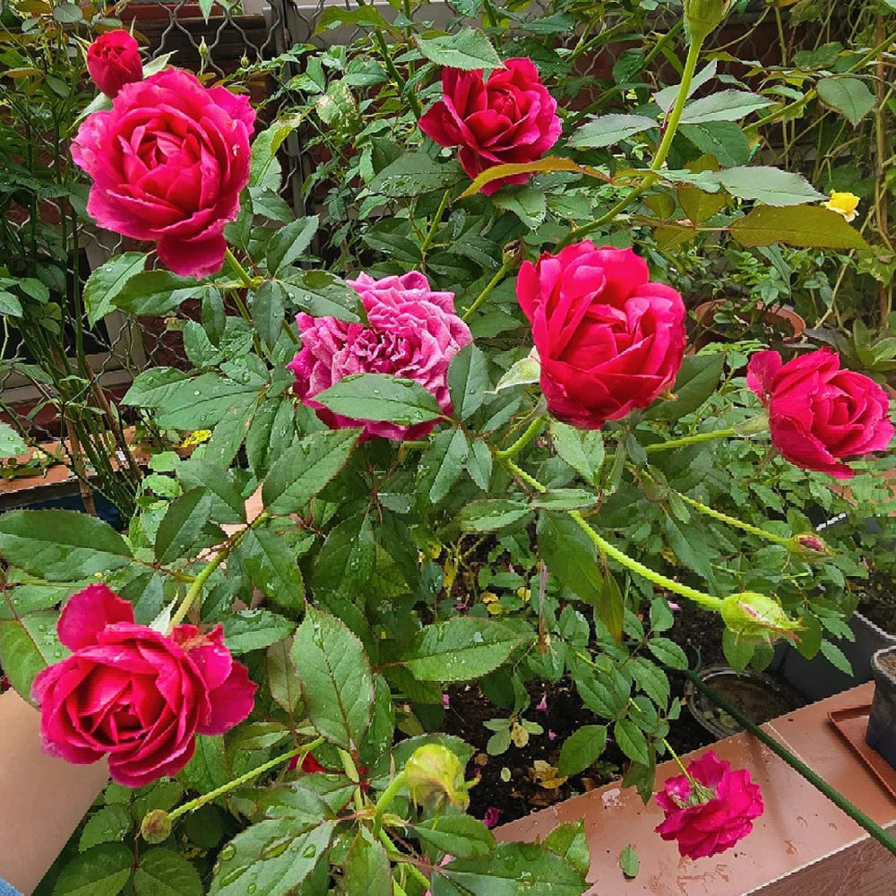 Glossy Chinese Florist Shrub Rose