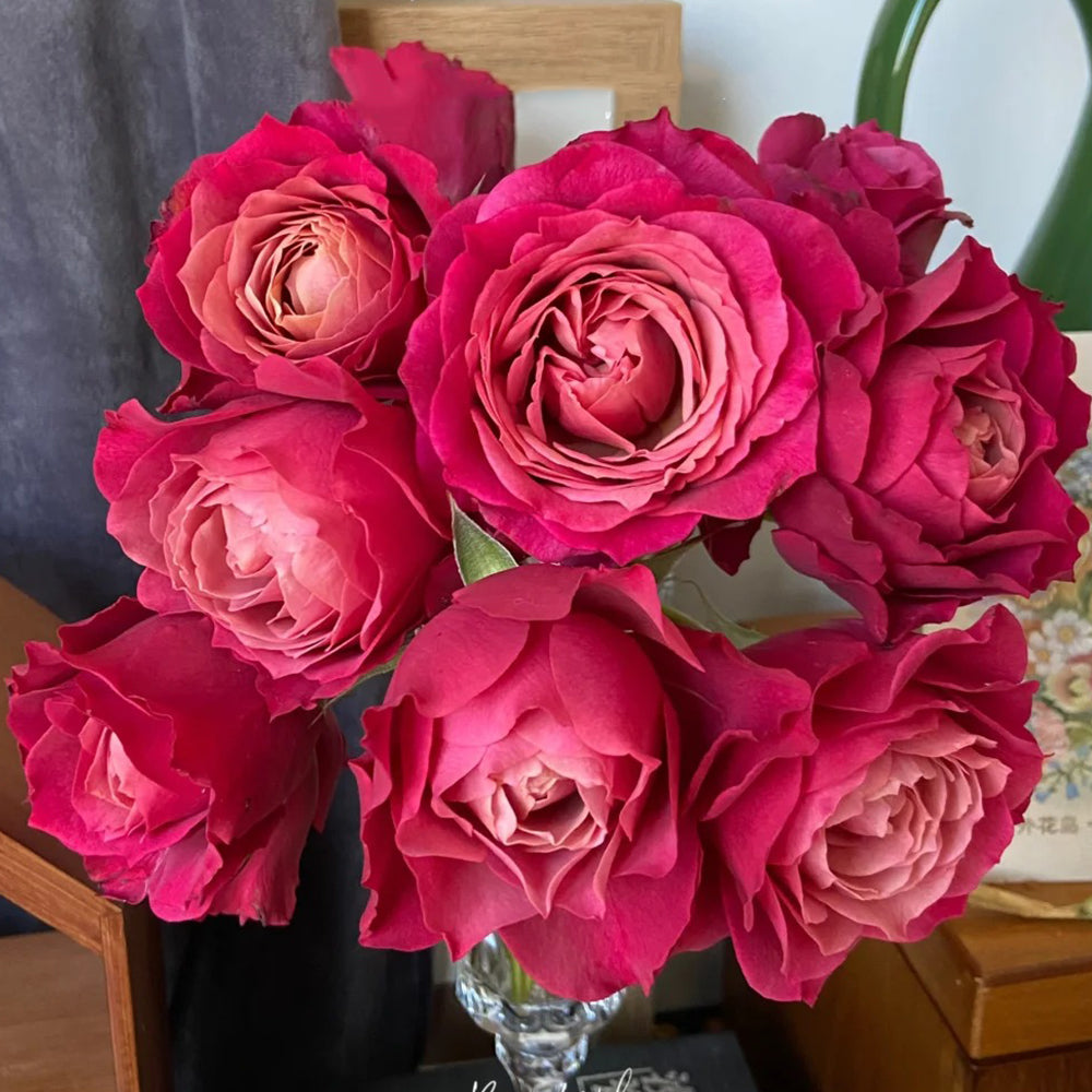 Glossy Chinese Florist Shrub Rose