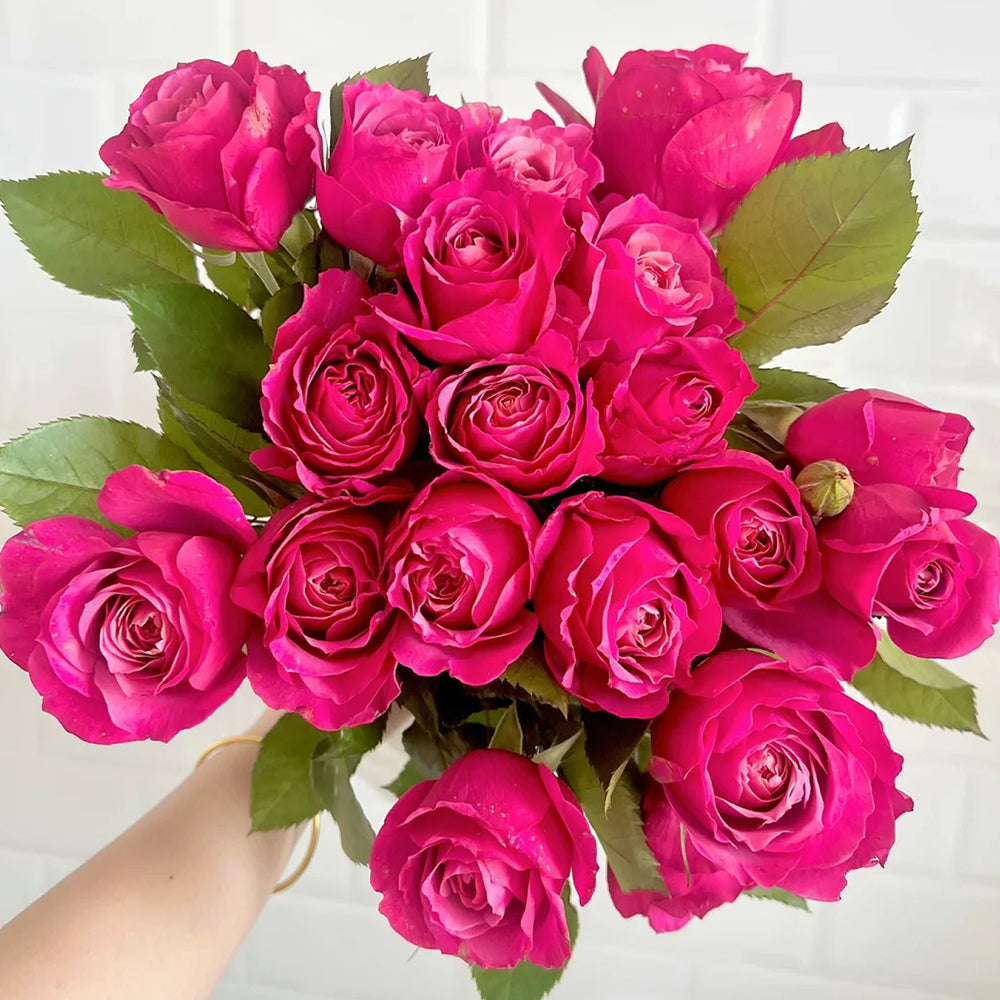 Glossy Chinese Florist Shrub Rose