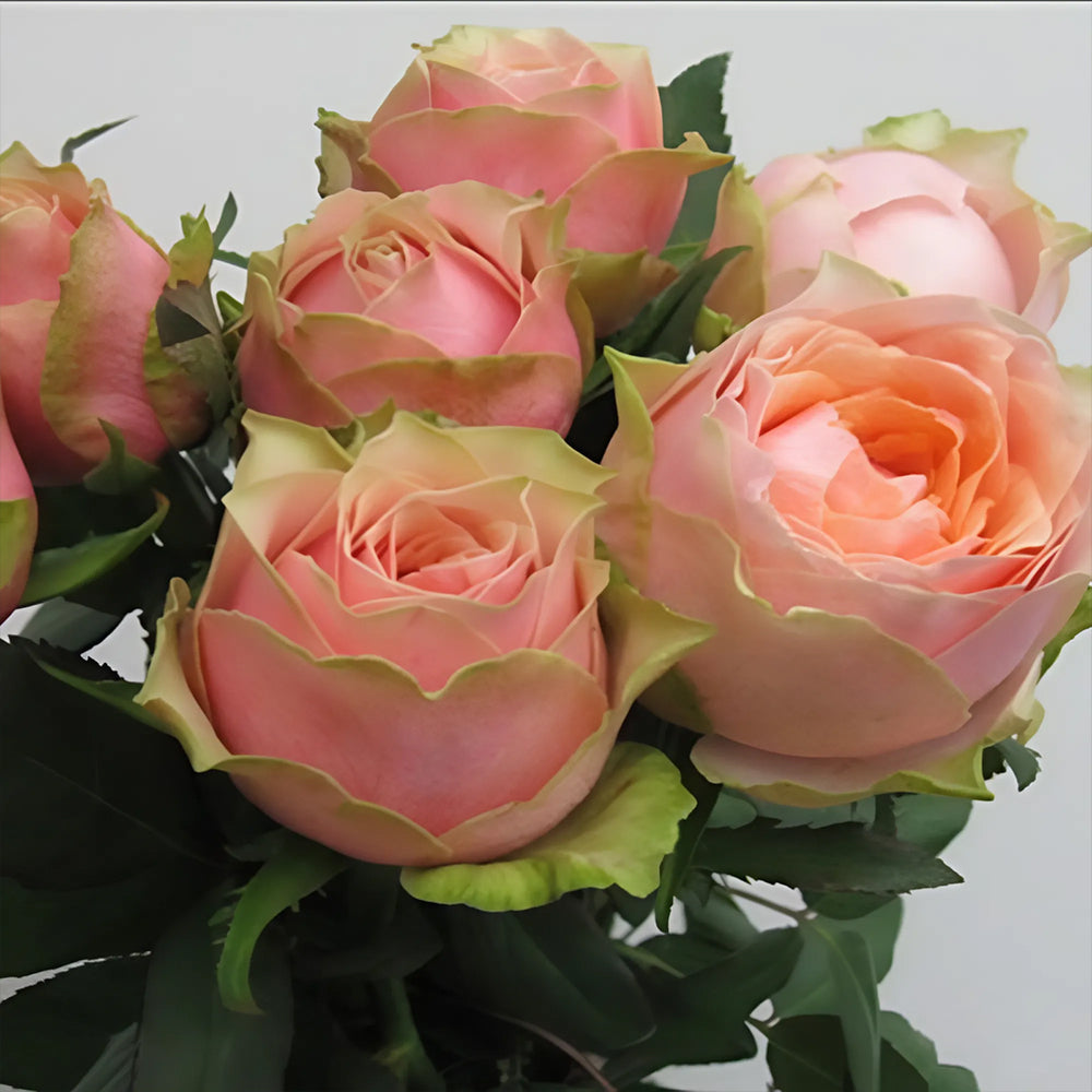 Godfather Japanese Florist Shrub Rose