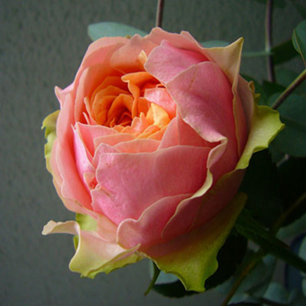 Godfather Japanese Florist Shrub Rose