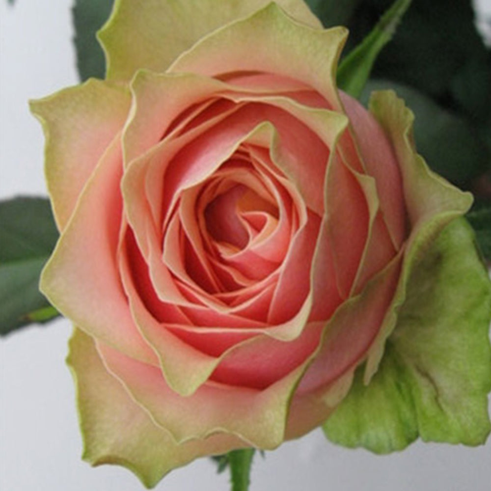 Godfather Japanese Florist Shrub Rose