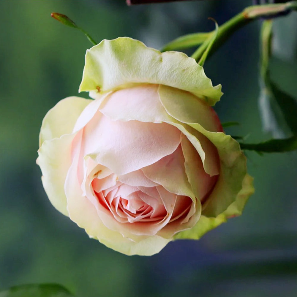 Godfather Japanese Florist Shrub Rose