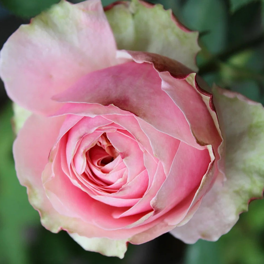 Godfather Japanese Florist Shrub Rose