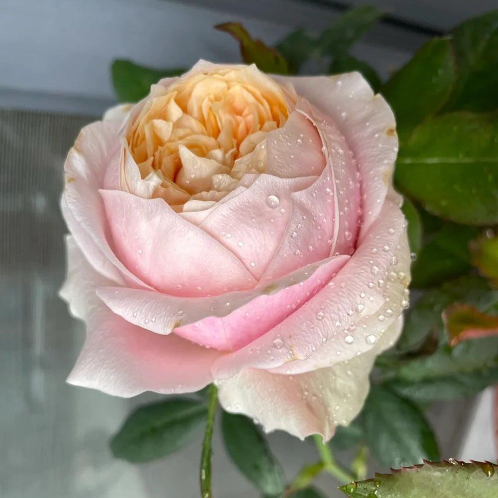Godfather Japanese Florist Shrub Rose