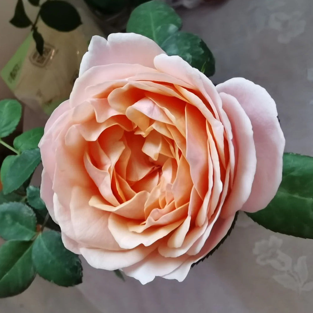 Godfather Japanese Florist Shrub Rose