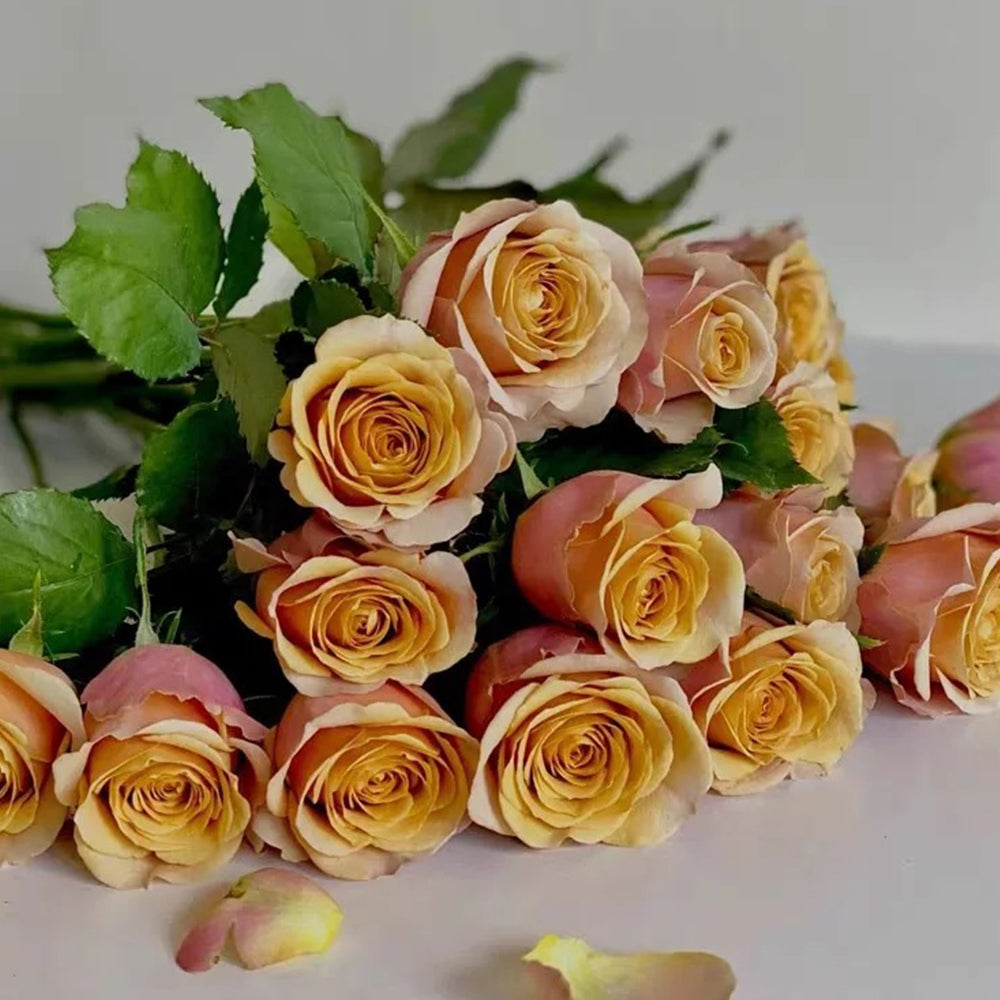 Dutch Florist Shrub Rose Inspired by Golden Mustard