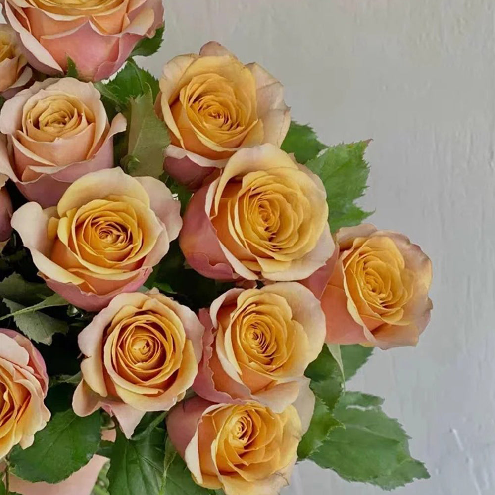 Dutch Florist Shrub Rose Inspired by Golden Mustard