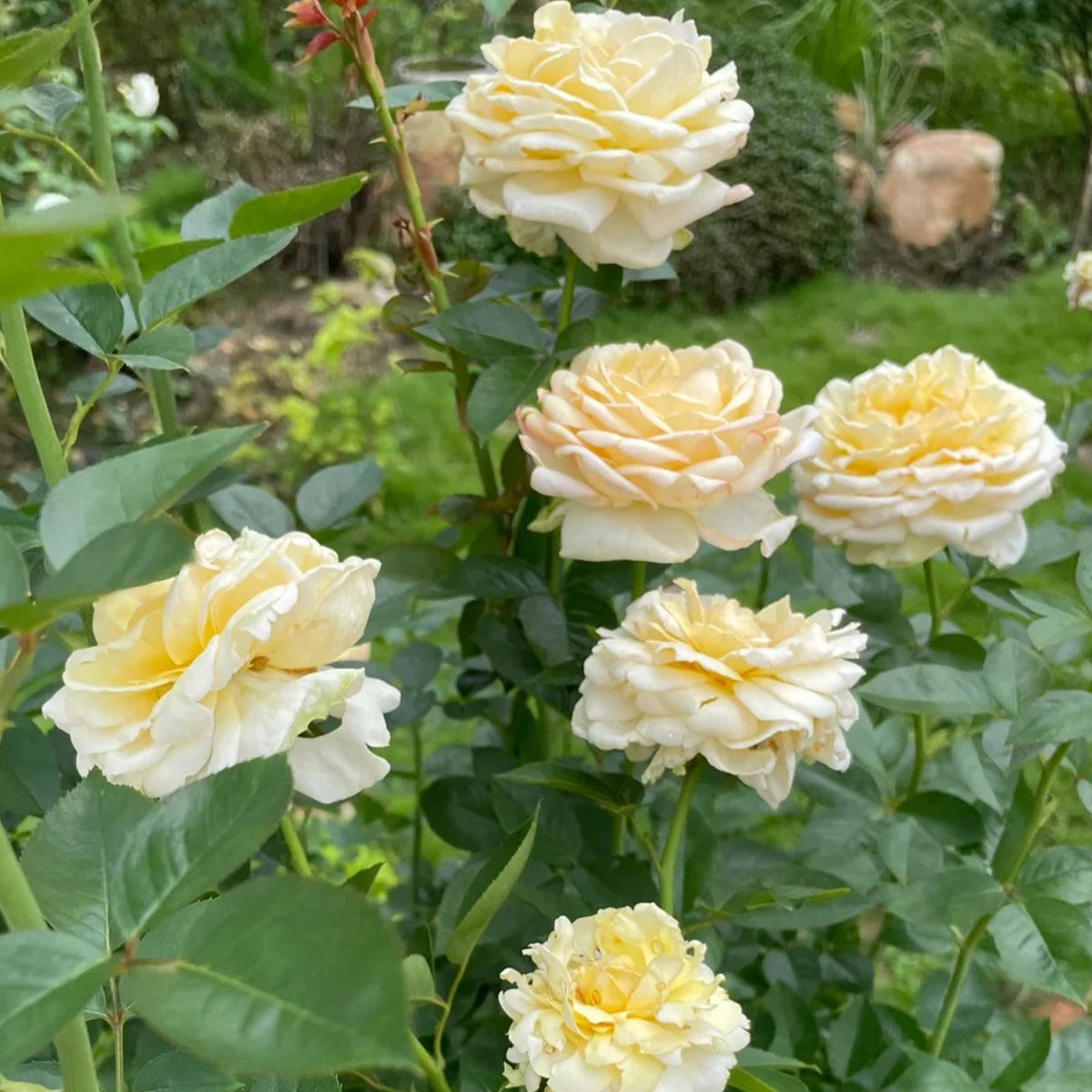 Golden Yves Piaget French Florist Shrub Rose