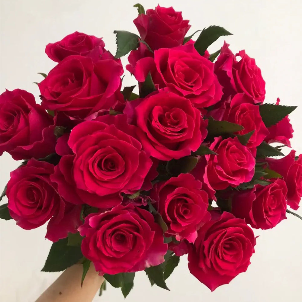 Dutch Florist Shrub Rose Inspired by Gotcha