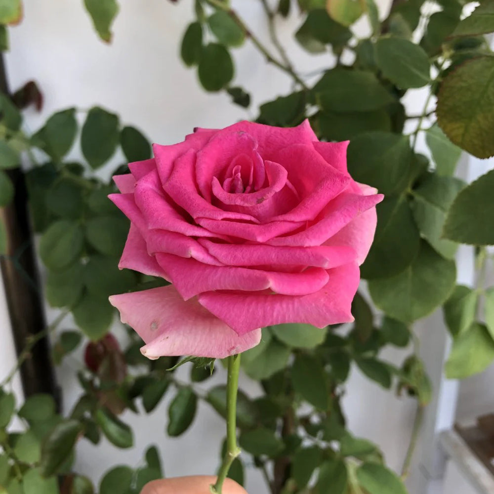 Dutch Florist Shrub Rose Inspired by Gotcha