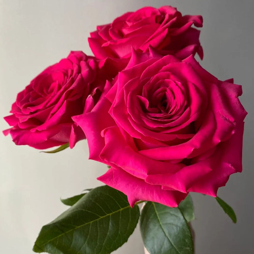 Dutch Florist Shrub Rose Inspired by Gotcha