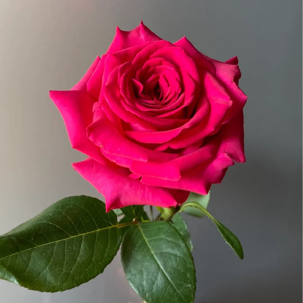 Dutch Florist Shrub Rose Inspired by Gotcha