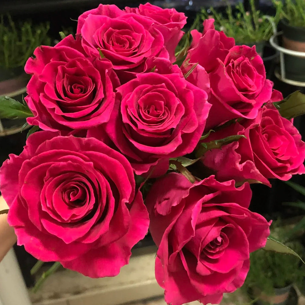 Dutch Florist Shrub Rose Inspired by Gotcha