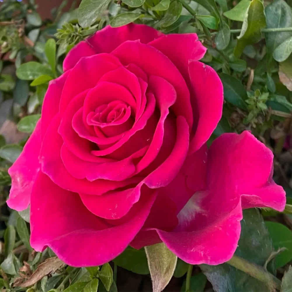 Dutch Florist Shrub Rose Inspired by Gotcha