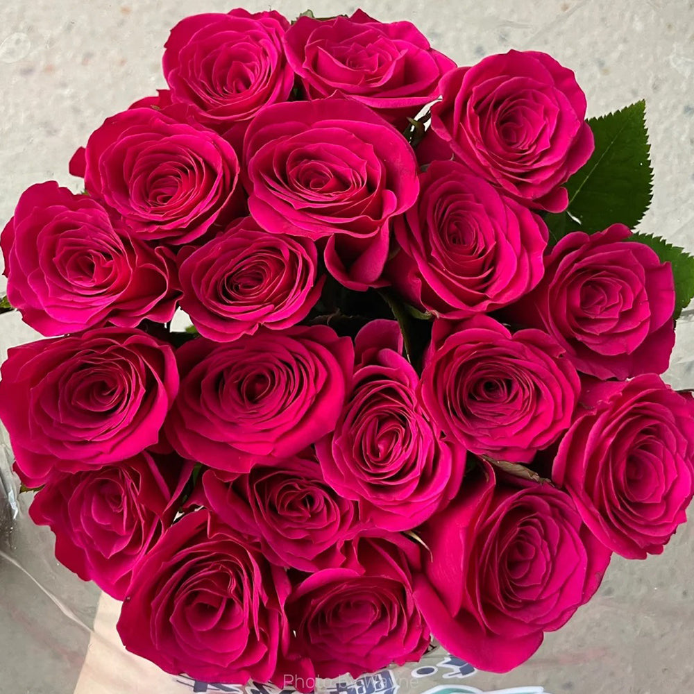 Dutch Florist Shrub Rose Inspired by Gotcha