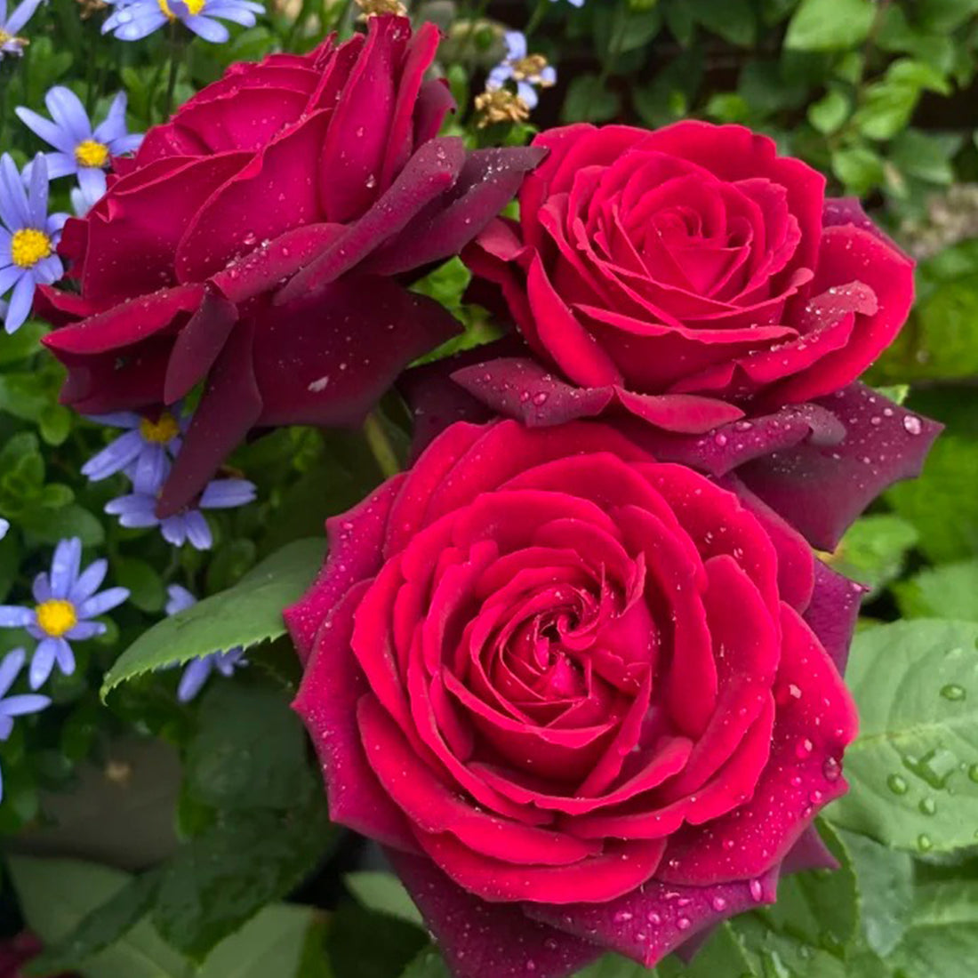 Gräfin Diana German Florist Hybrid Tea Rose