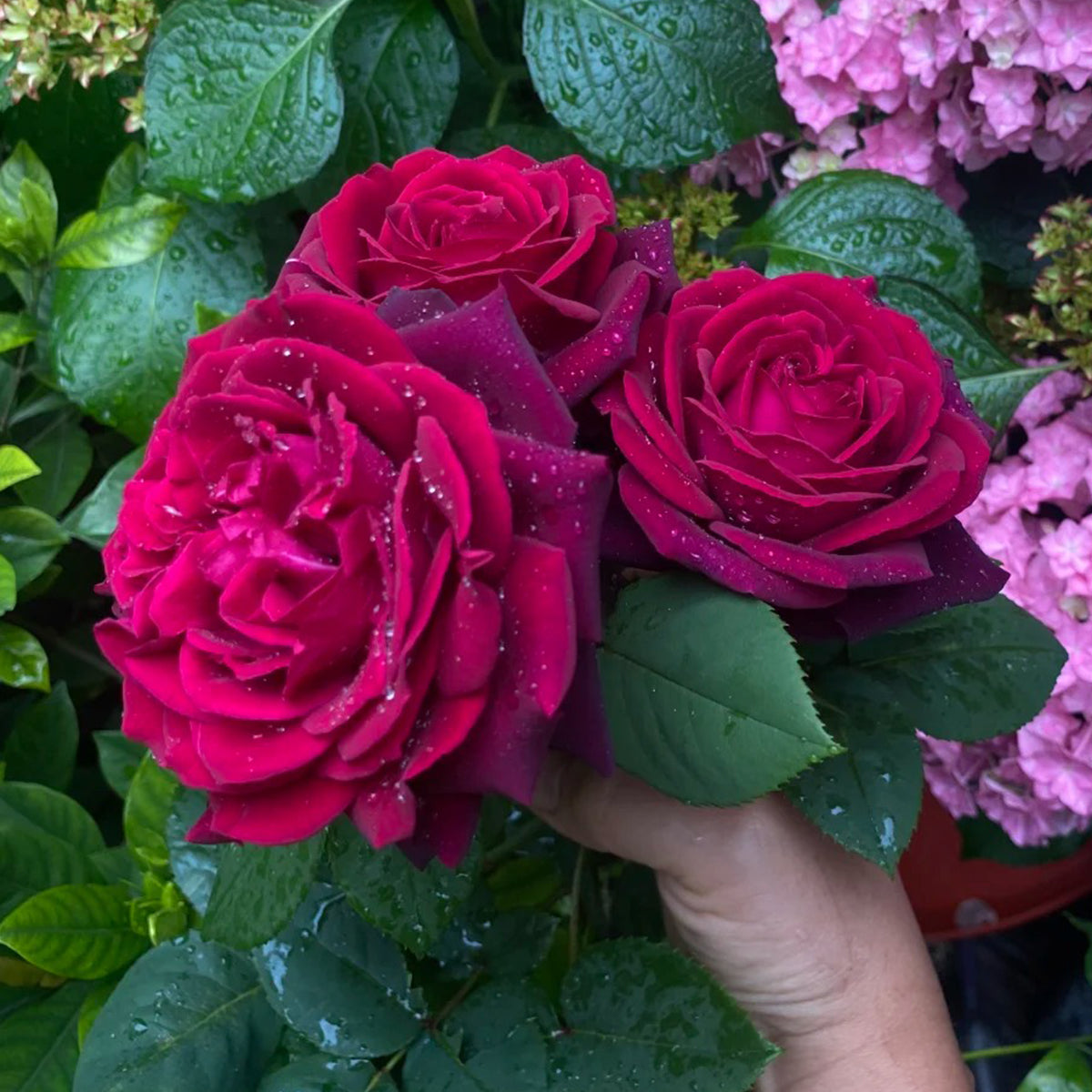 Gräfin Diana German Florist Hybrid Tea Rose