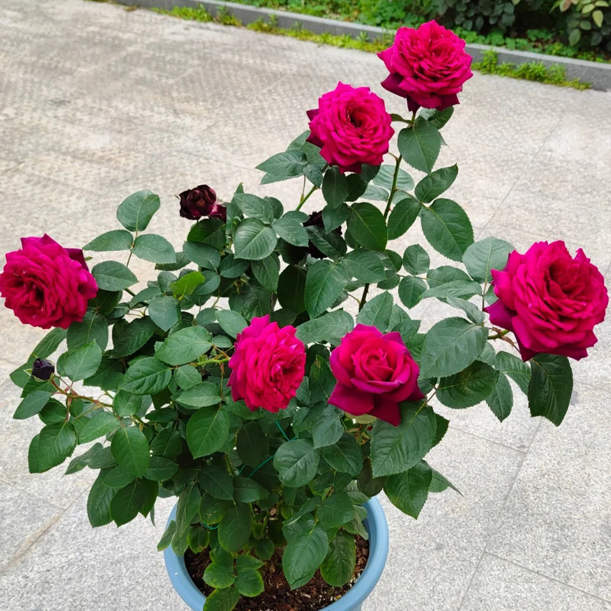 Gräfin Diana German Florist Hybrid Tea Rose