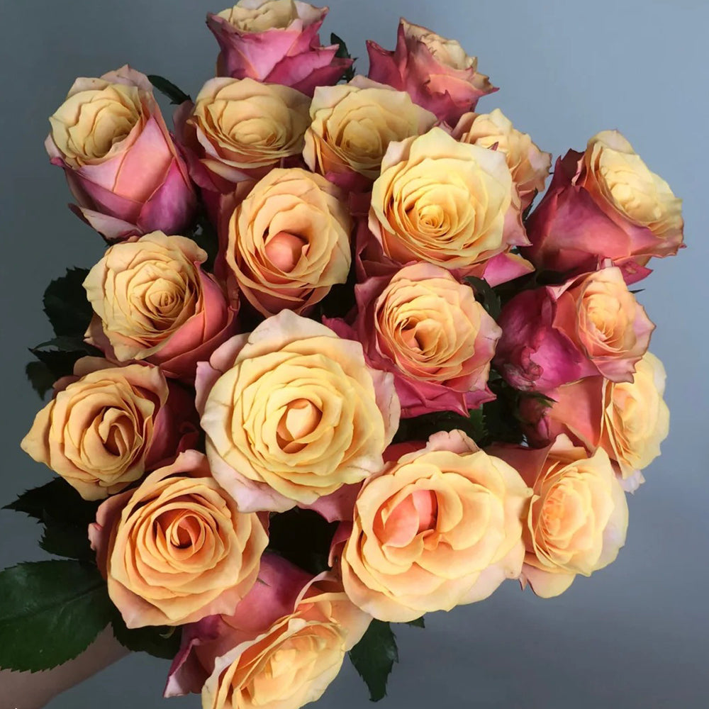 French Florist Shrub Rose Inspired by Gran Donna