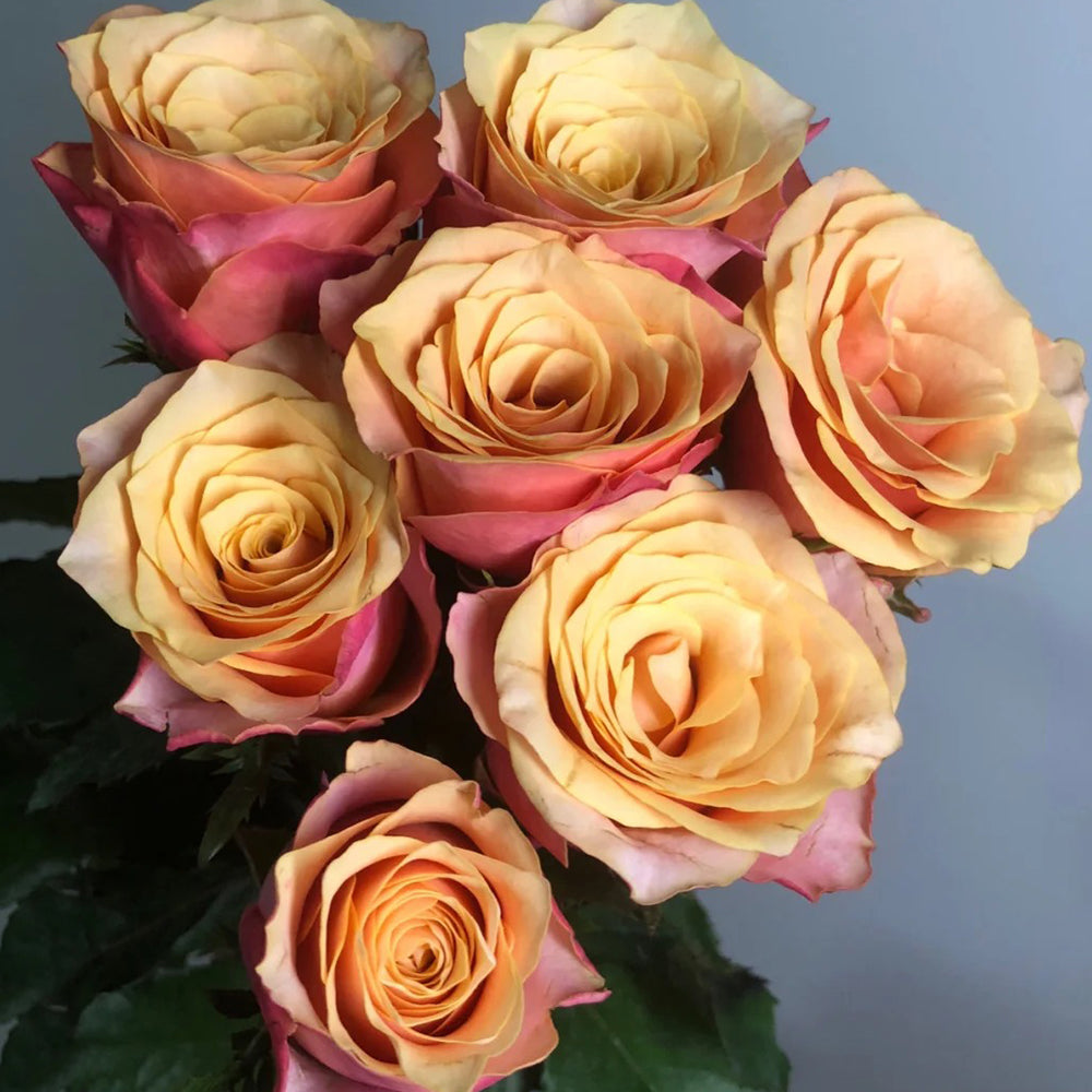 French Florist Shrub Rose Inspired by Gran Donna