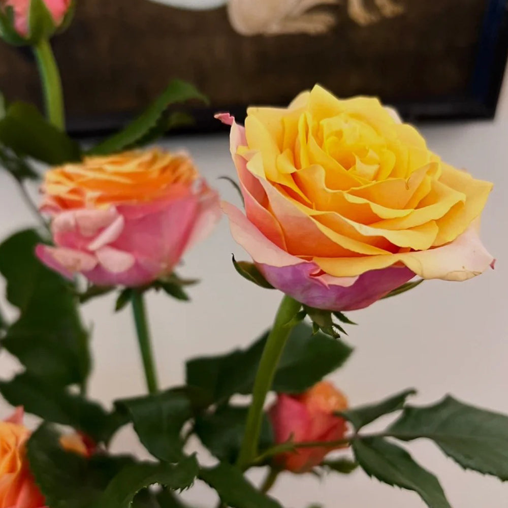 French Florist Shrub Rose Inspired by Gran Donna