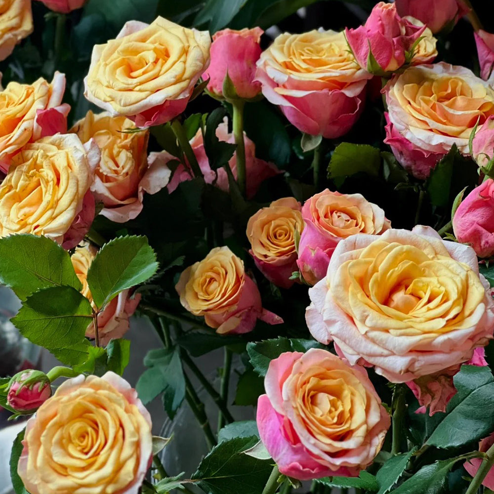 French Florist Shrub Rose Inspired by Gran Donna