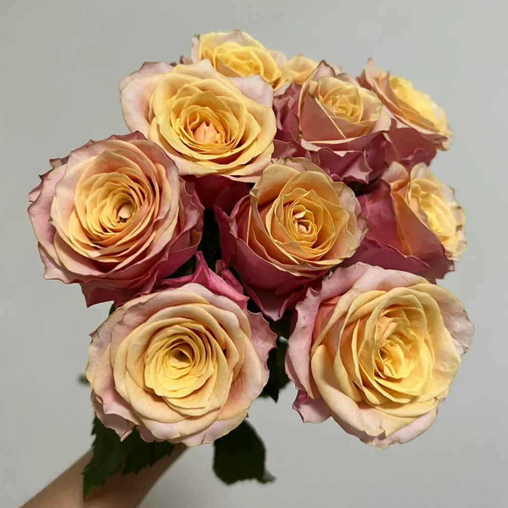 French Florist Shrub Rose Inspired by Gran Donna
