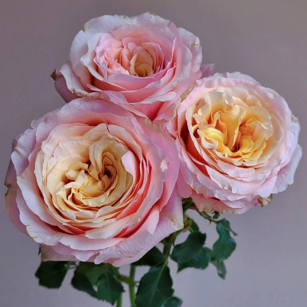 French Florist Shrub Rose Inspired by Gran Donna