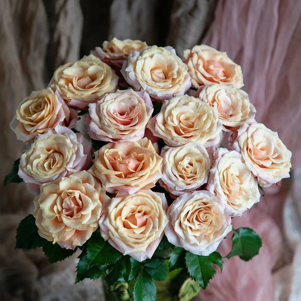 French Florist Shrub Rose Inspired by Gran Donna