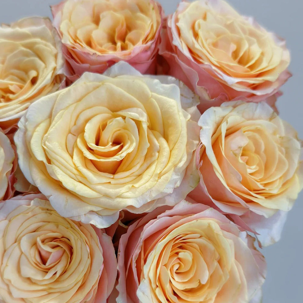 French Florist Shrub Rose Inspired by Gran Donna